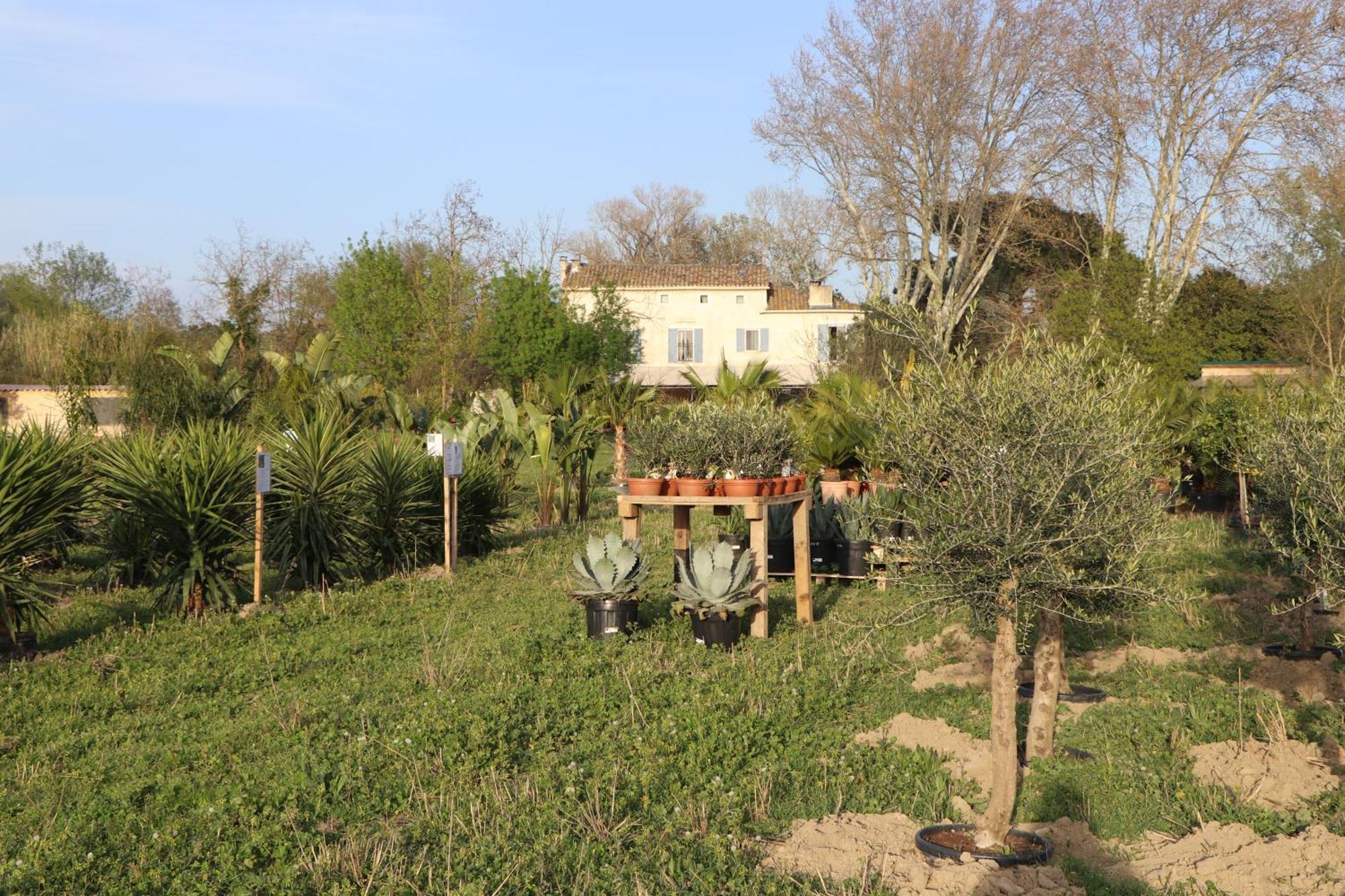 Le Mas Des Cerisiers Jacuzzi Et Sauna Inclus Pour Tous Les Logements Avignon Exteriér fotografie